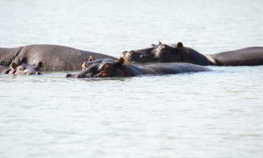 Suaygırları Afrika göl