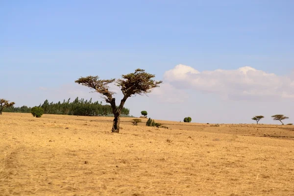 Golden ethiopian landscape — Stock Photo, Image