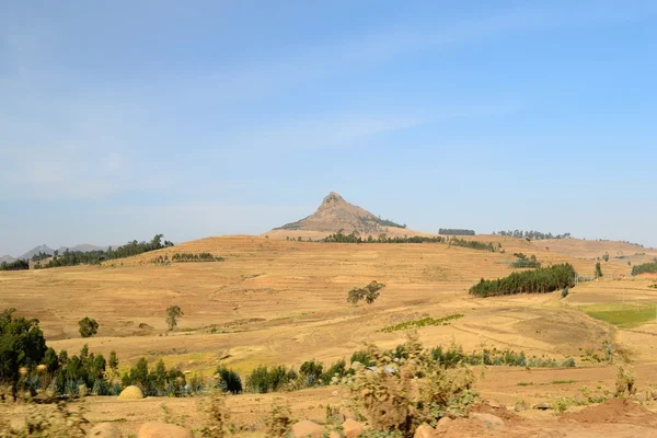Złoty krajobraz Etiopii — Zdjęcie stockowe