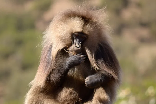 Gelada baboon — Stock Photo, Image