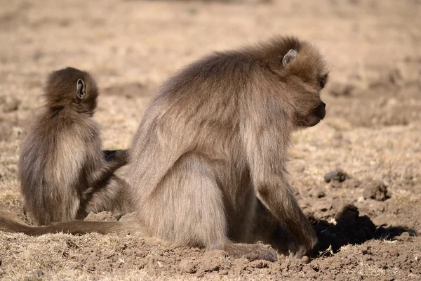 Gelada baboon — Stock Photo, Image