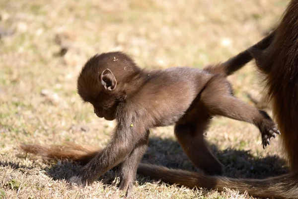 Baby gelada baboon — Stock Photo, Image