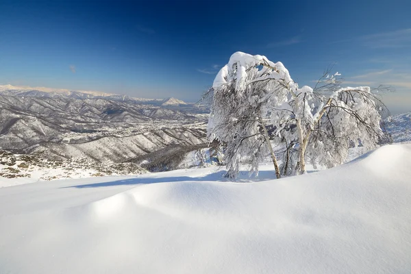 Candid birch tree — Stockfoto