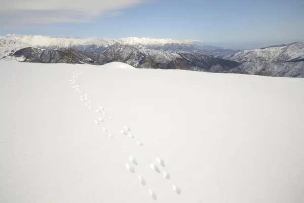 Rastros de vida silvestre en la nieve — Foto de Stock