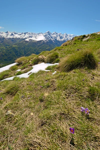 Новая жизнь в Альпах — стоковое фото