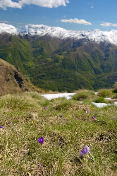 Primavera nos Alpes — Fotografia de Stock