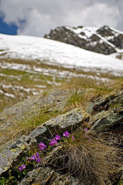 Spring in the Alps — Stock Photo, Image