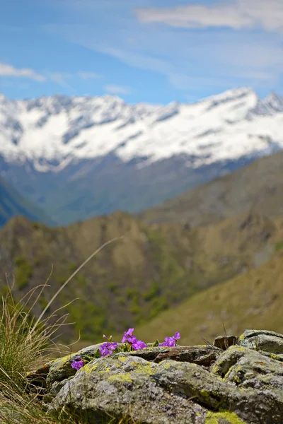 Primavera en los Alpes — Foto de Stock