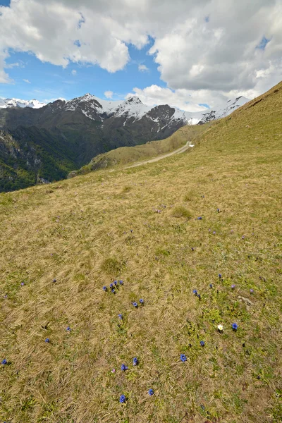 Färgglada våren i Alperna — Stockfoto