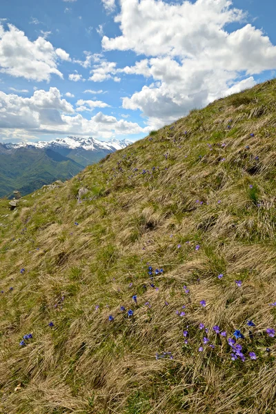 Färgglada våren i Alperna — Stockfoto