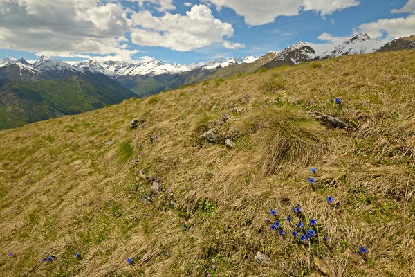 在阿尔卑斯山的多彩春天 — 图库照片
