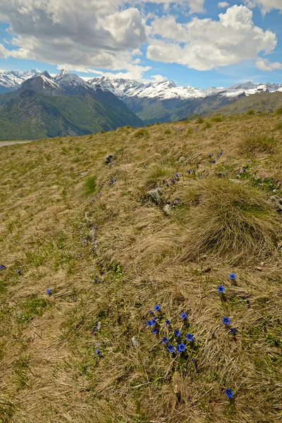 Colorful spring in the Alps — Stock Photo, Image