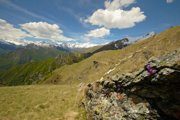 Kleurrijke Lente in de Alpen — Stockfoto