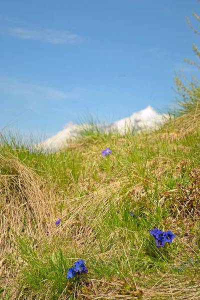 Alpine colors in spring — Stock Photo, Image