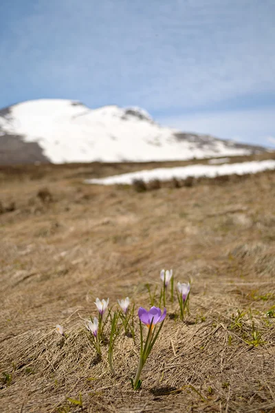 New life replacing snow — Stock Photo, Image