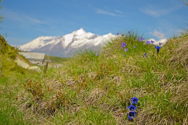 Alpine kleuren in het voorjaar van — Stockfoto