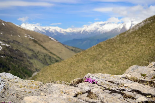 Alplerde bahar — Stok fotoğraf