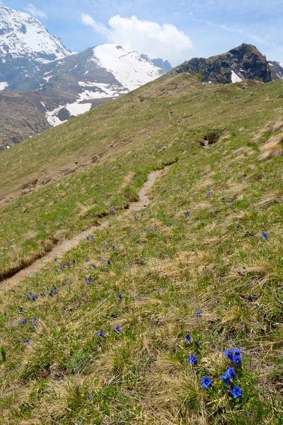 Alpine kleuren in het voorjaar van — Stockfoto