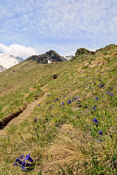 Alpine kleuren in het voorjaar van — Stockfoto