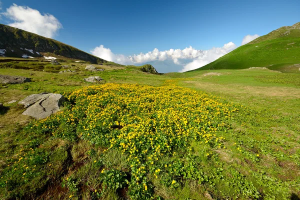 Альпийские цвета летом — стоковое фото
