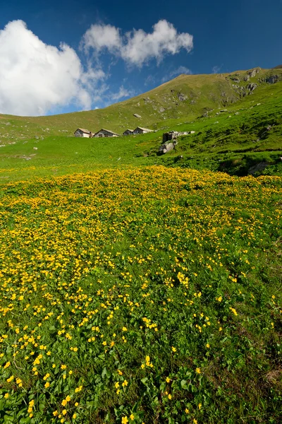 Cores alpinas no verão — Fotografia de Stock