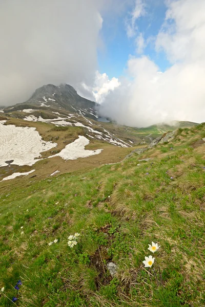 Alpine kleuren in de zomer — Stockfoto