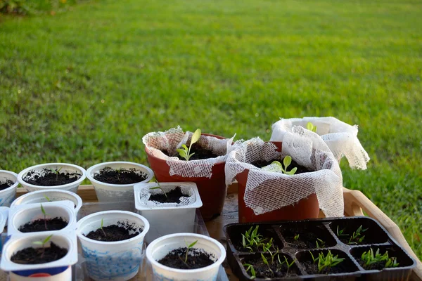 Vegetales orgánicos hechos en casa — Foto de Stock