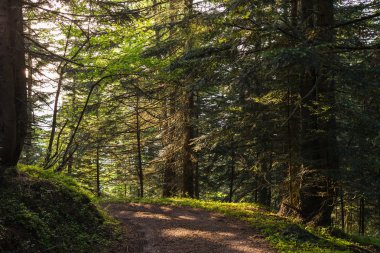 İçten içe karaçam ormanı