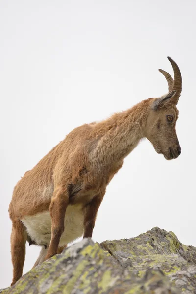 Ibex grávida — Fotografia de Stock