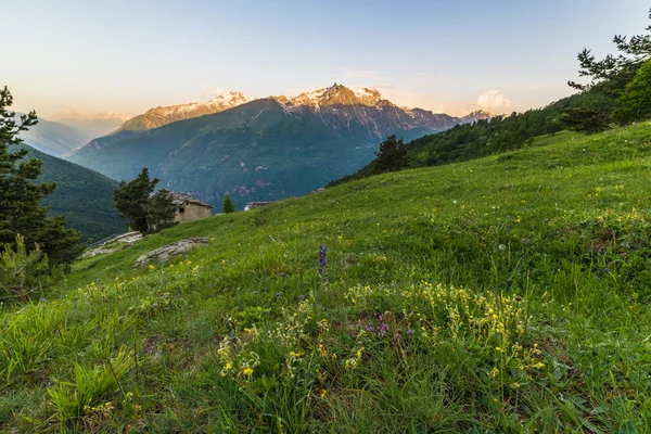 Alpine meadow at sunrise — Stock Photo, Image