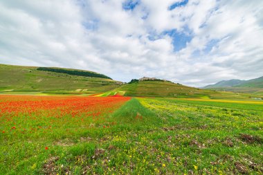Castelluccio di Norcia yaylaları, İtalya, ekili tarlalar, Apennines 'teki ünlü turist renkli çiçek ovaları. Mercimek ekinleri ve kırmızı haşhaş tarımı.