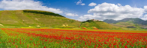 Castelluccio Norcia Highlands Italia Campos Cultivados Florecientes Famosa Llanura Floreciente — Foto de Stock