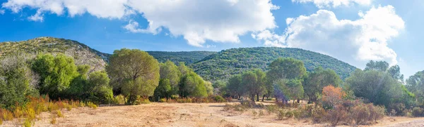 意大利托斯卡纳Maremma自然保护区的橄榄树农业 广阔的松树林覆盖着高地和自然公园的绿林 壮观的海岸 — 图库照片