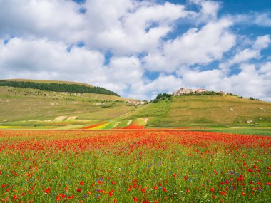 Castelluccio di Norcia yaylaları, İtalya, ekili tarlalar, Apennines 'teki ünlü turist renkli çiçek ovaları. Mercimek ekinleri ve kırmızı haşhaş tarımı.