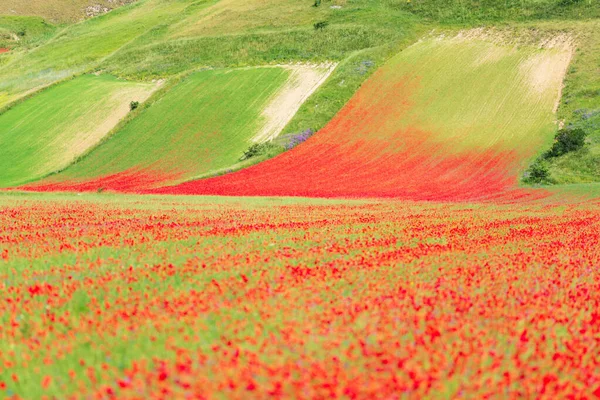 Castelluccio Norcia Highlands Italie Champs Cultivés Fleurs Plaine Fleurie Colorée — Photo