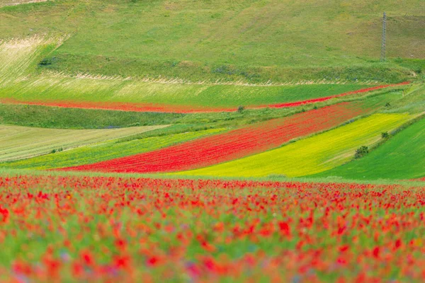 Castelluccio Norcia Highlands Italia Campos Cultivados Florecientes Famosa Llanura Floreciente — Foto de Stock