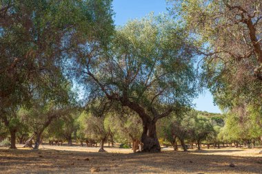 Maremma Doğa Koruma Alanı, Toskana, İtalya 'da zeytin ağaçları yetiştiriliyor. Burun üzerinde geniş çam ormanı ve doğal parktaki yeşil ormanlık, dramatik sahil.