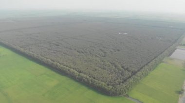 Güney Vietnam 'daki Mekong Nehri Delta bölgesindeki pirinç tarlaları arasında Tra Su Ormanı Turist Parkı' nın hava manzarası. Yukarıdan yeşil pirinç tarlaları, gelişmekte olan tarım ülkeleri.