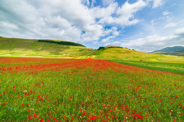 Castelluccio di Norcia yaylaları, İtalya, ekili tarlalar, Apennines 'teki ünlü turist renkli çiçek ovaları. Mercimek ekinleri ve kırmızı haşhaş tarımı.