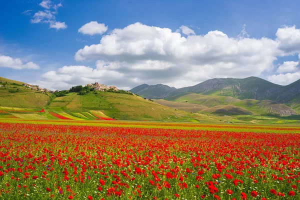 Castelluccio di Norcia yaylaları, İtalya, ekili tarlalar, Apennines 'teki ünlü turist renkli çiçek ovaları. Mercimek ekinleri ve kırmızı haşhaş tarımı.