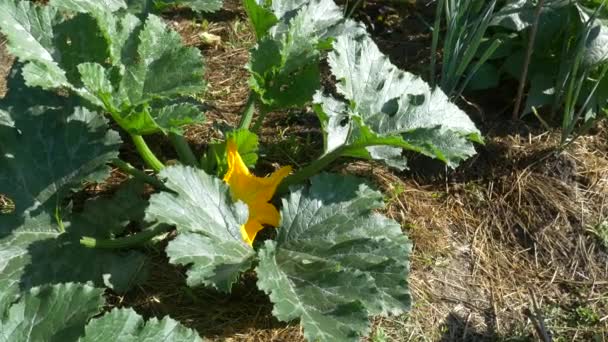 Zucchini Yellow Flower Vegetable Garden Natural Pollination Bees Insects Organic — Stock video