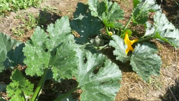 Zucchini Yellow Flower Vegetable Garden Natural Pollination Bees Insects Organic — Stock video
