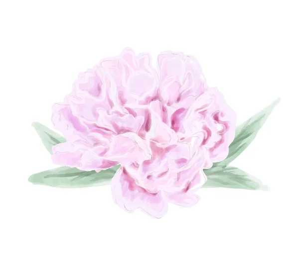 Försiktigt Akvarell Rosa Blomma Pion — Stock vektor