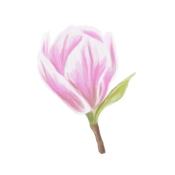 Απαλά Ακουαρέλα Ροζ Λουλούδι Μανόλια — Διανυσματικό Αρχείο