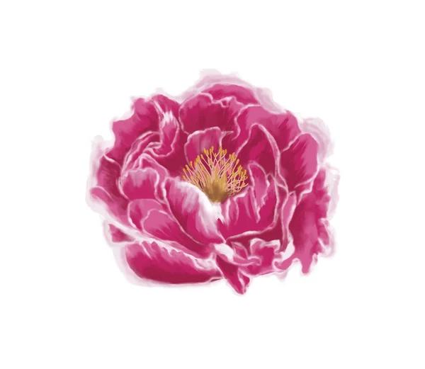 Απαλά Ακουαρέλα Ροζ Λουλούδι Παιώνια — Διανυσματικό Αρχείο