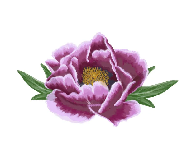 Sanft Aquarell Flieder Blume Pfingstrose — Stockvektor
