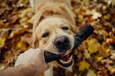 Golden Retriever parkta