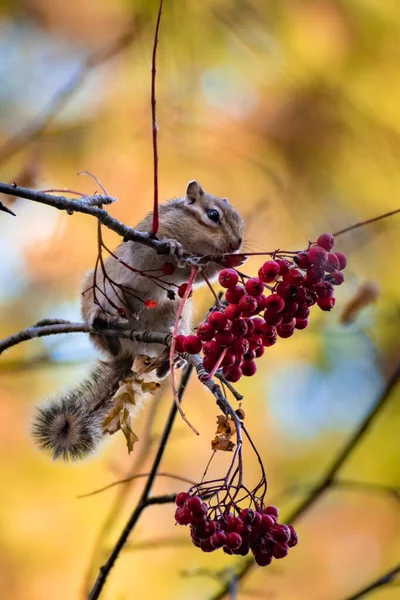 Cute Little Chipmunk Stocks Rowan Winter Autumn Forest High Quality — Foto Stock