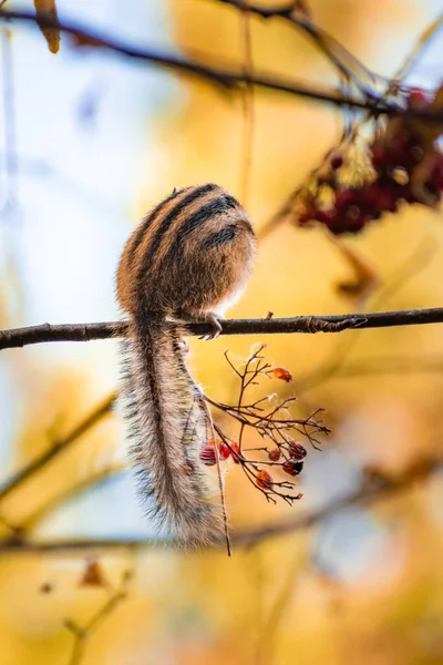 Cute Little Chipmunk Stocks Rowan Winter Autumn Forest High Quality — Fotografia de Stock