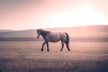 Gray horse walking in a field at sunset. High quality photo